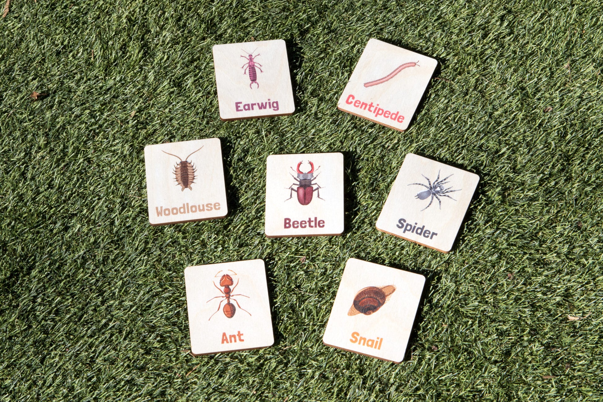 Flash Cards - Bugs & Insects (14 images)