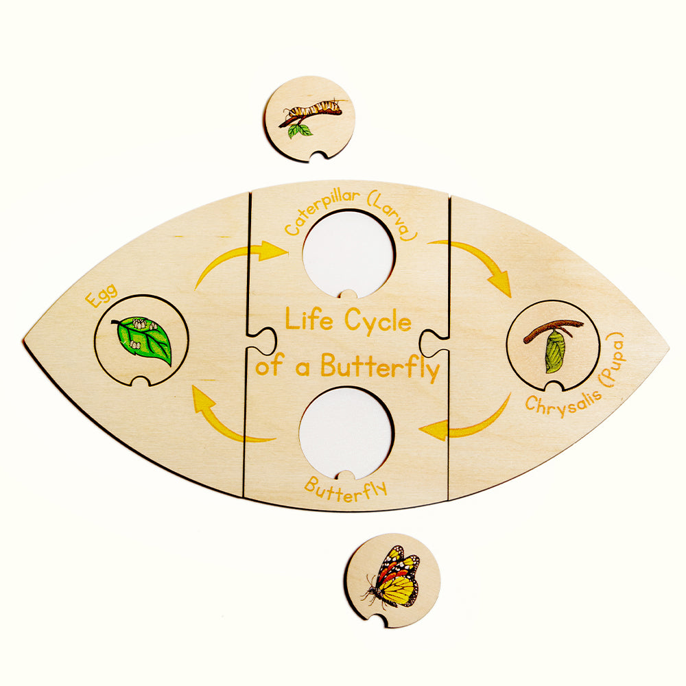 Life Cycle Puzzle - Butterfly