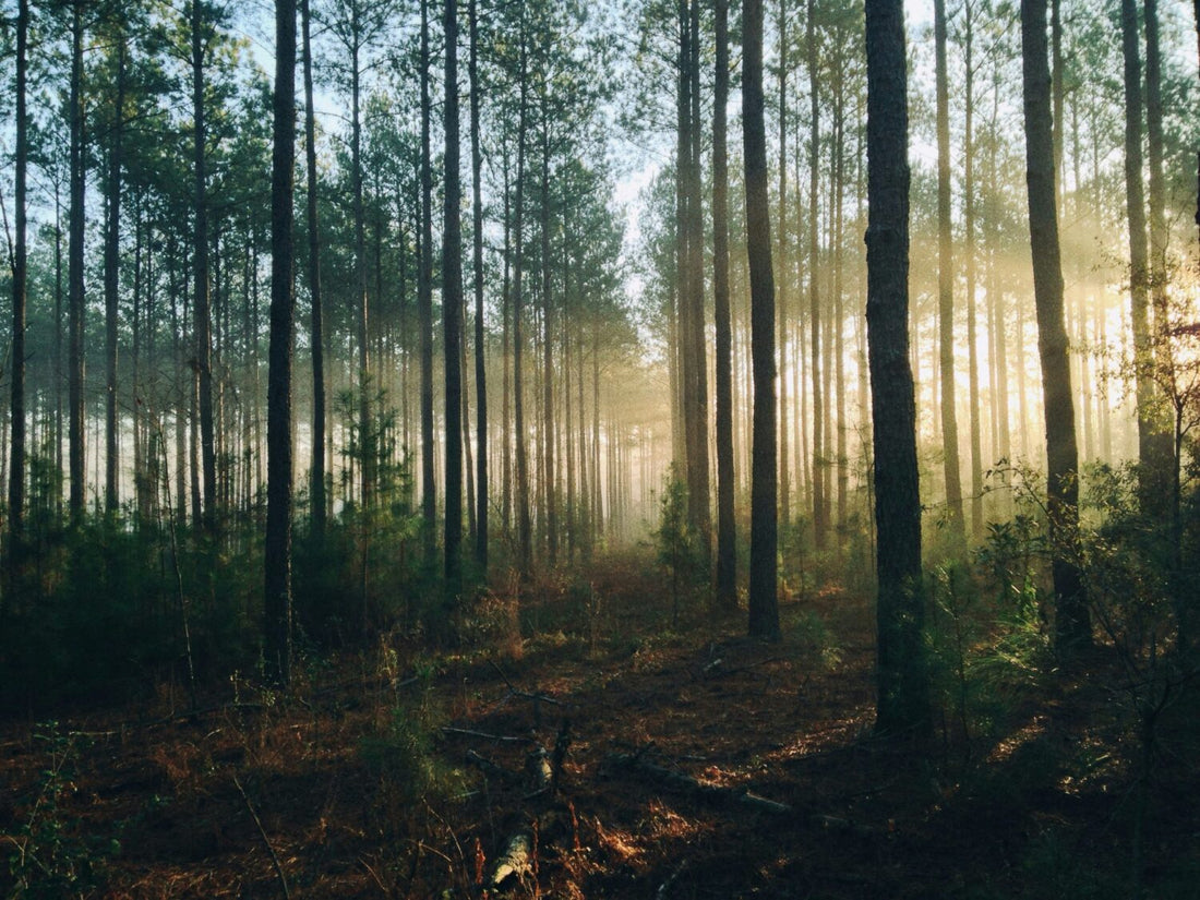 Forest School Education promotes development and well-being - The Ministry of Outdoor Education