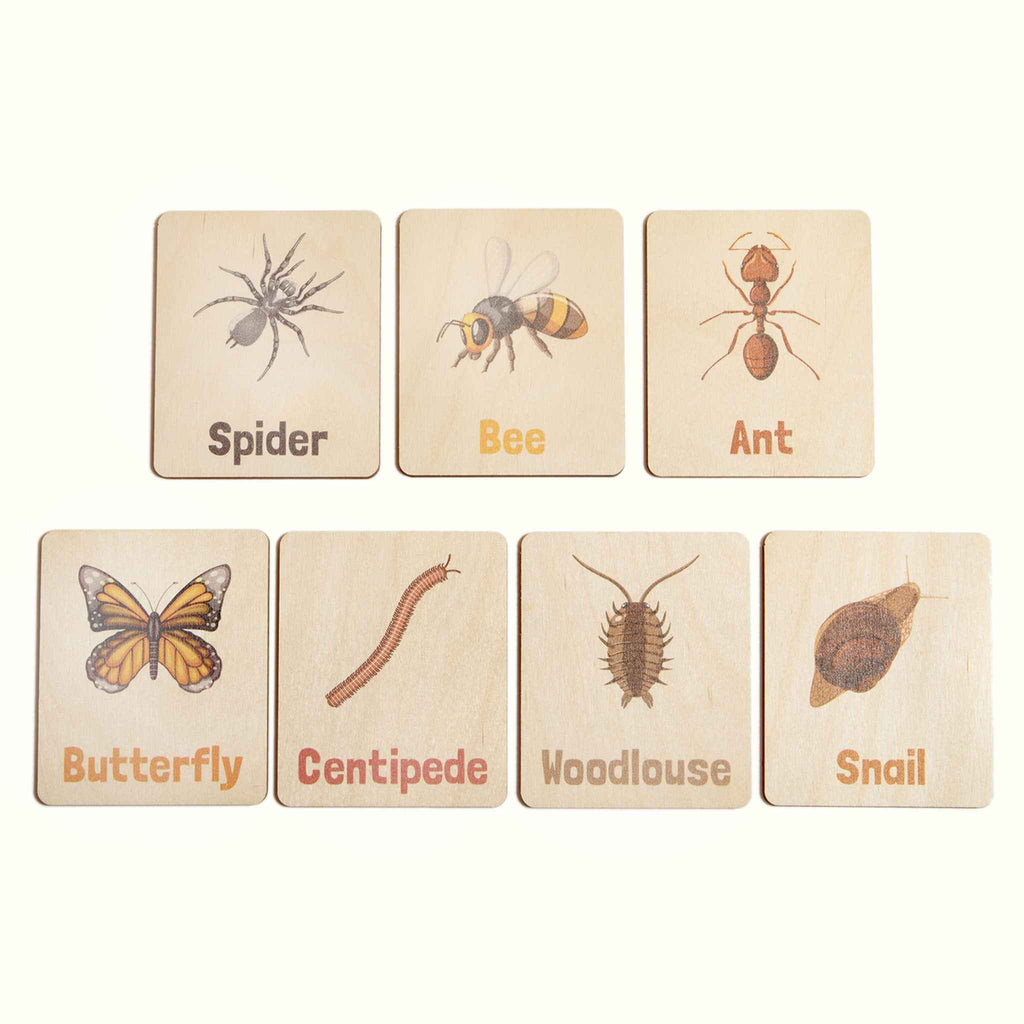 Flash Cards - Bugs & Insects (14 images)