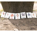 Flash Cards - Woodland Animals (14 images)