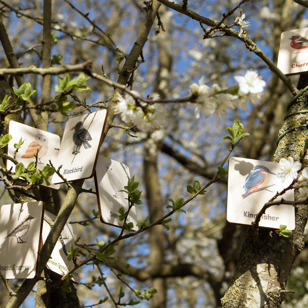 Flash Cards - UK Birds (14 images)